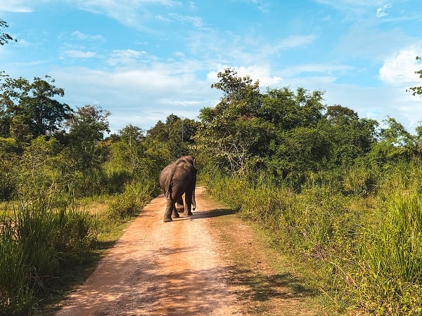 un elefante por un camino de un safari en sri lanka